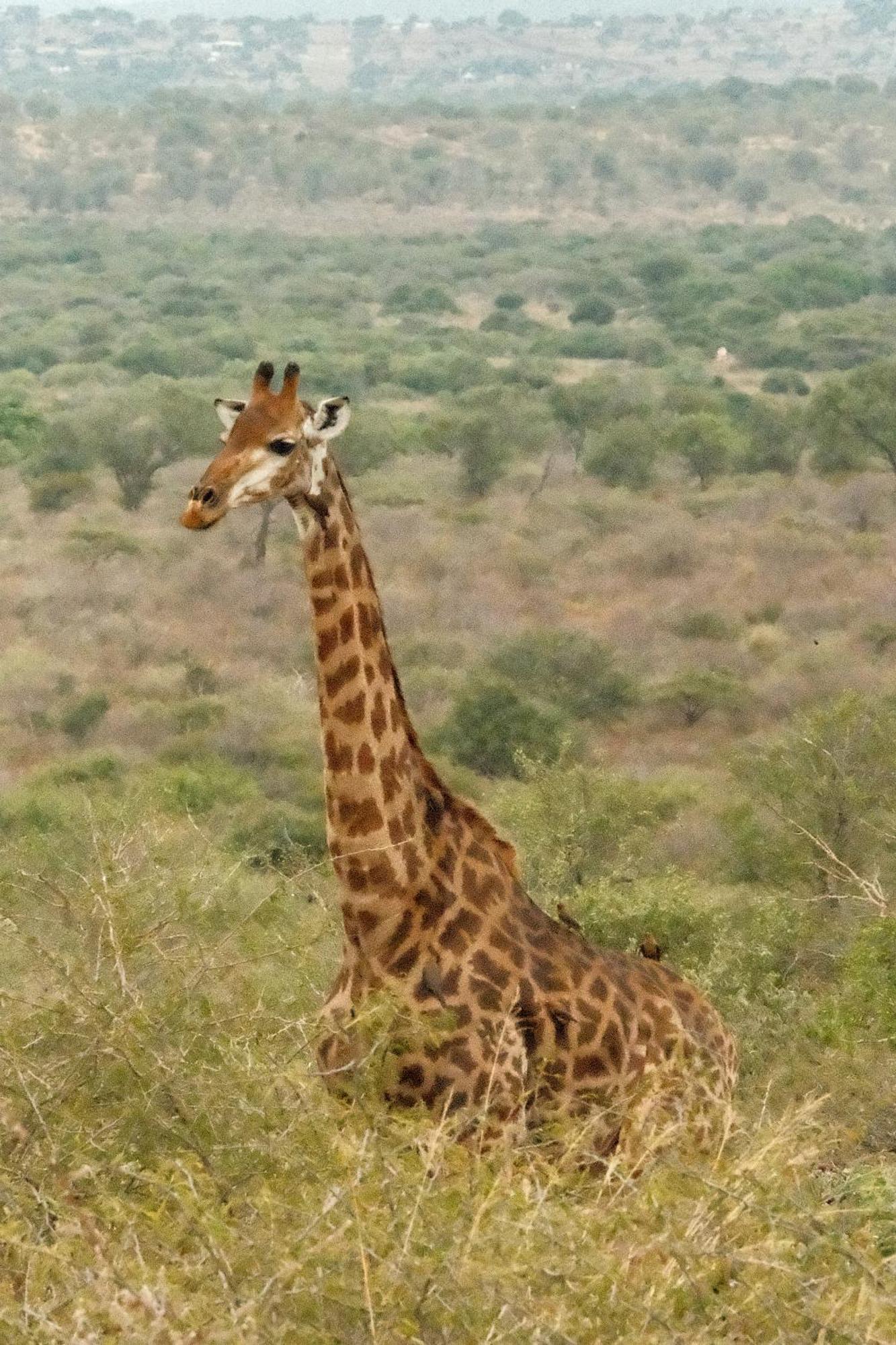 Africamps At White Elephant Safaris Pongola Exteriör bild