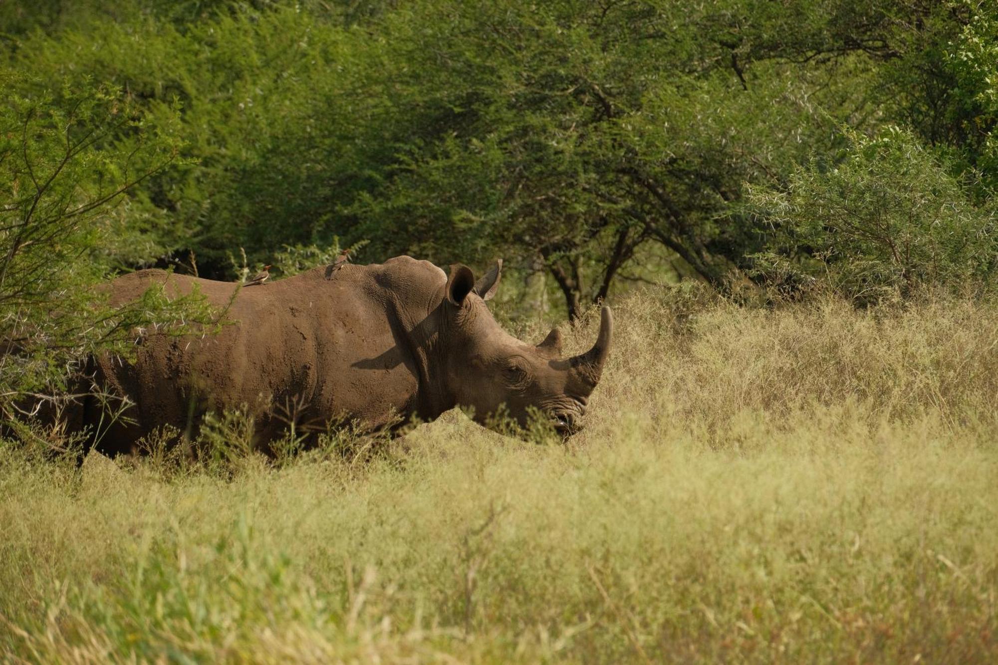 Africamps At White Elephant Safaris Pongola Exteriör bild