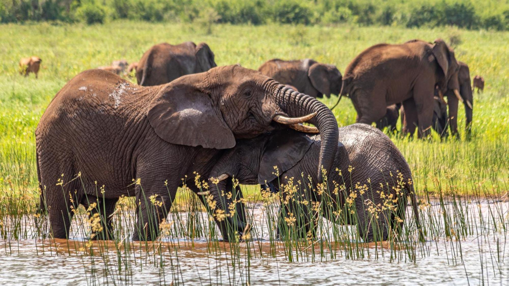 Africamps At White Elephant Safaris Pongola Exteriör bild