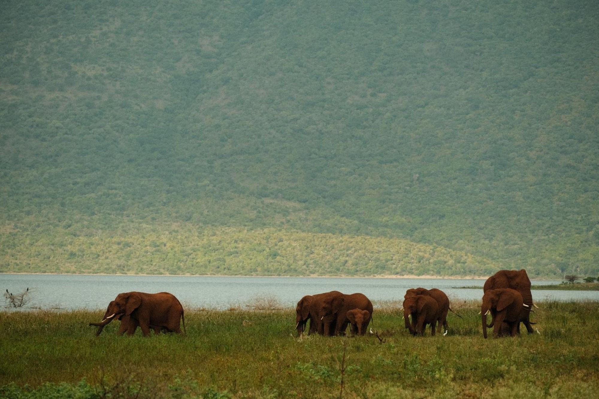 Africamps At White Elephant Safaris Pongola Exteriör bild