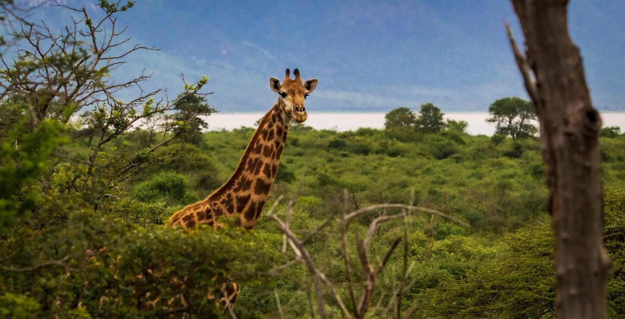 Africamps At White Elephant Safaris Pongola Exteriör bild